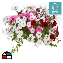 LAS BANDURRIAS - Petunia Surprise 20 cm Natural CT17