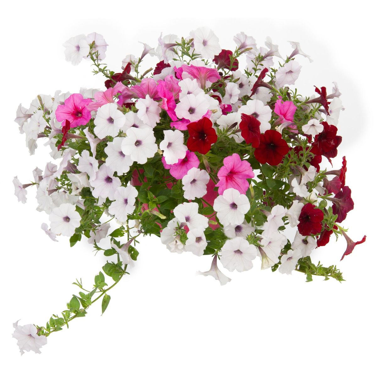 LAS BANDURRIAS - Petunia Surprise 20 cm Natural CT17