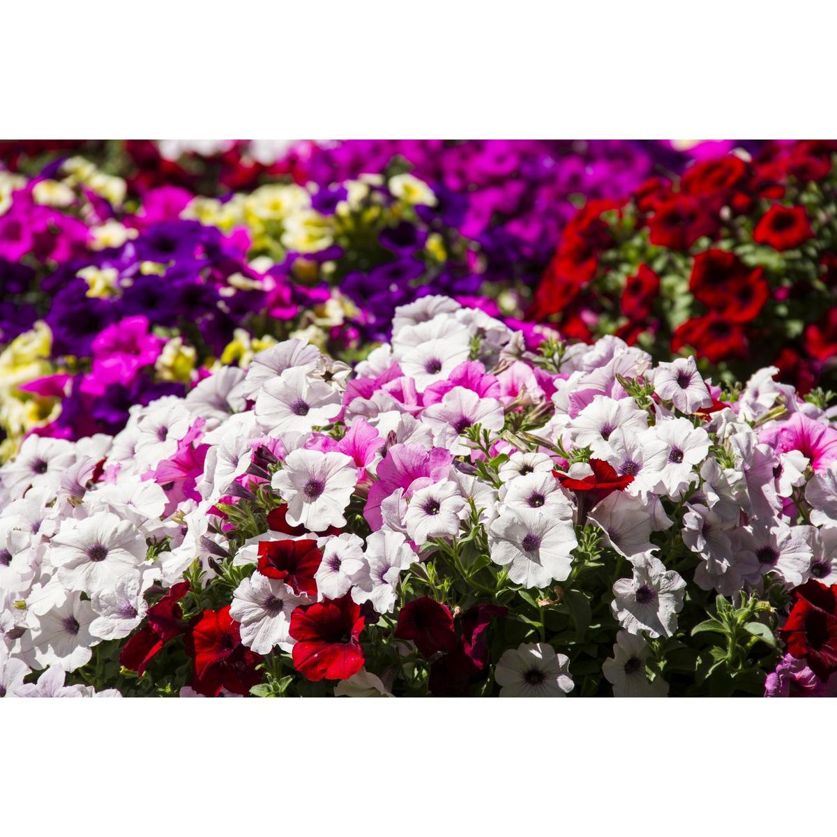 LAS BANDURRIAS - Petunia Surprise 20 cm Natural CT17