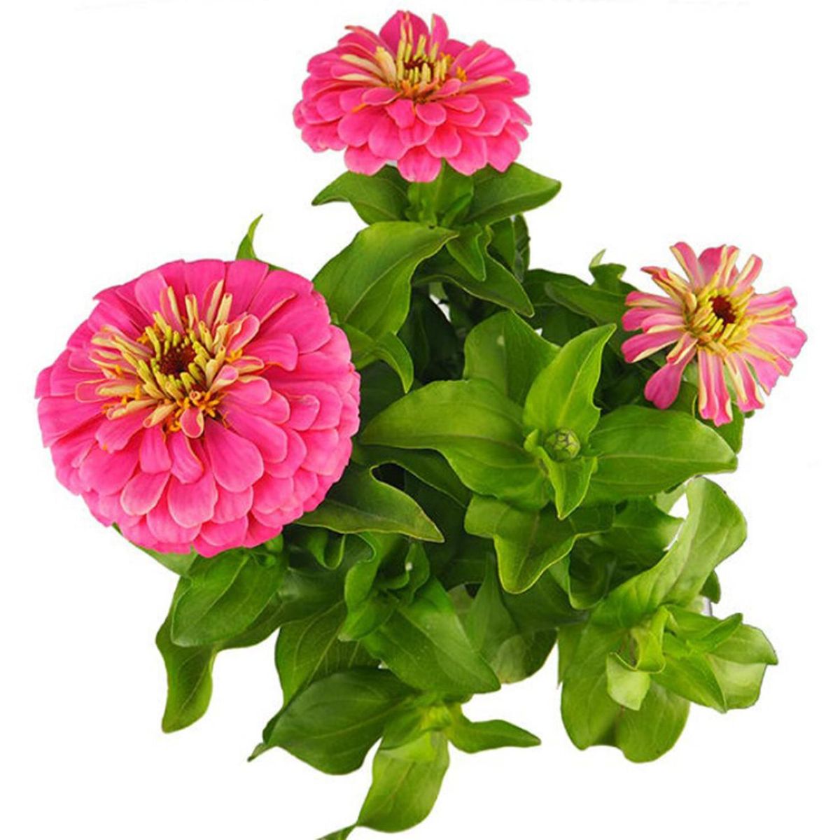FLORES DE MI TIERRA - Zinnia 20 cm Natural CT13