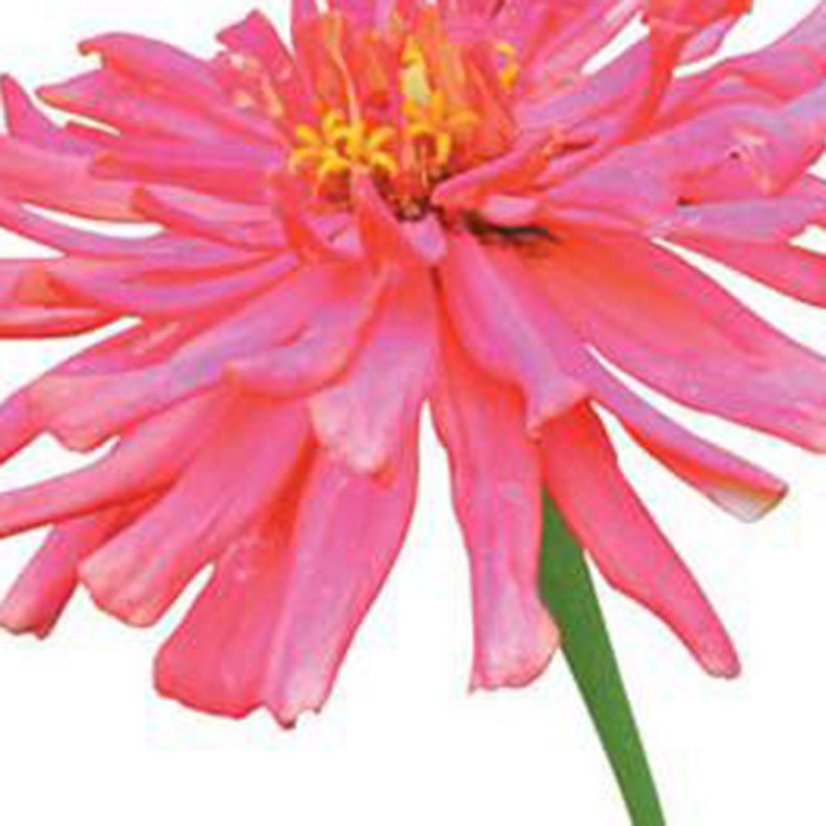 FLORES DE MI TIERRA - Zinnia 20 cm Natural CT13