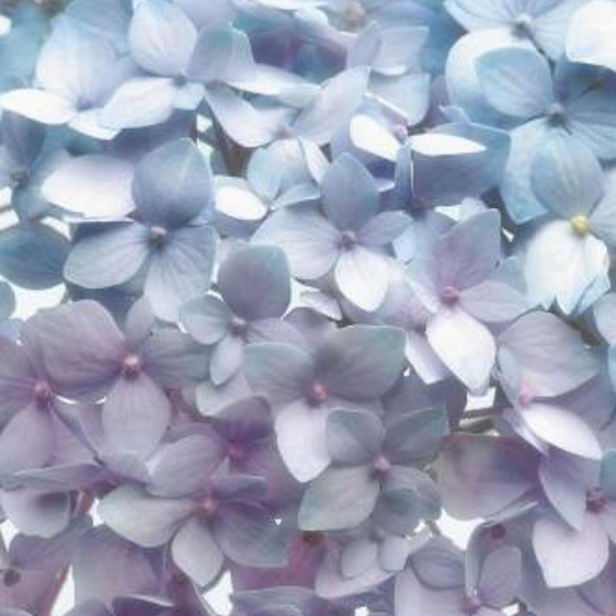 KOMAR - Papel Fotomural Light Blue 9,34 m2