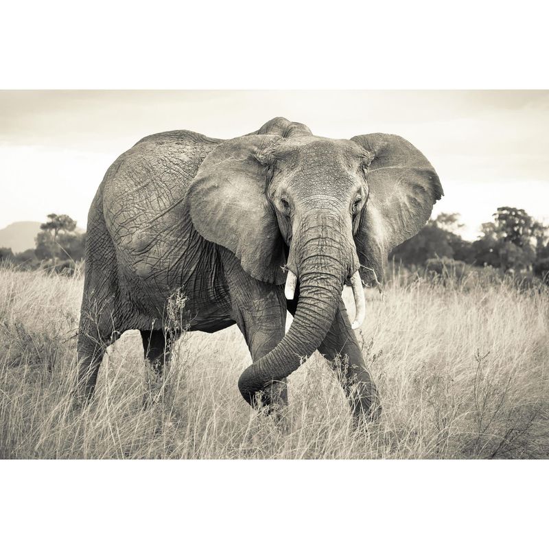KOMAR - Papel Fotomural Elefante 9,12 m2