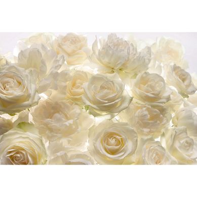 Fotomural Rosas blanca 3,68x2,48 m