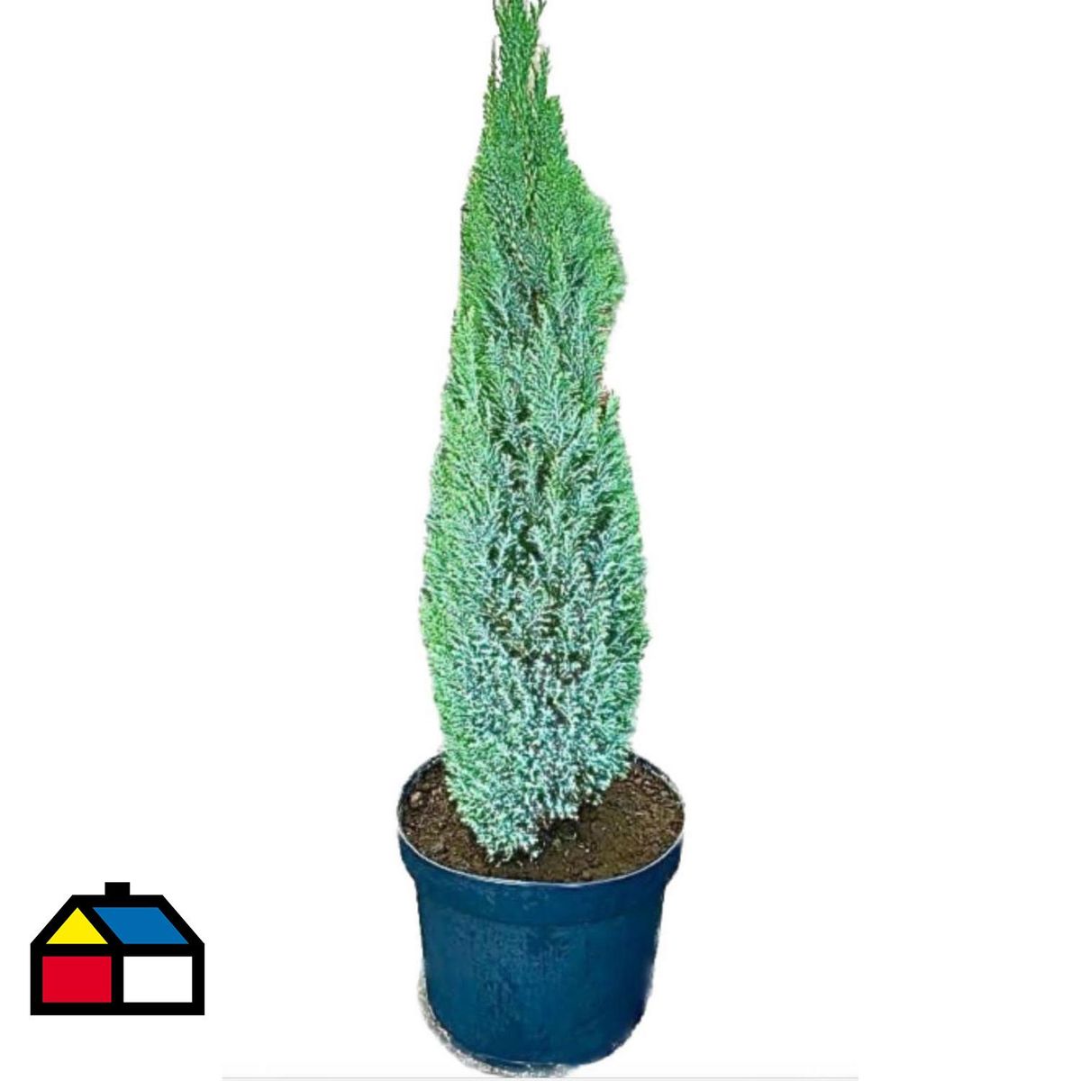 LAS BANDURRIAS - Pino Ellwoodii Natural 