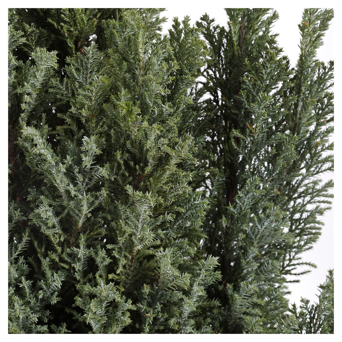 LAS BANDURRIAS - Pino Ellwoodii Natural 