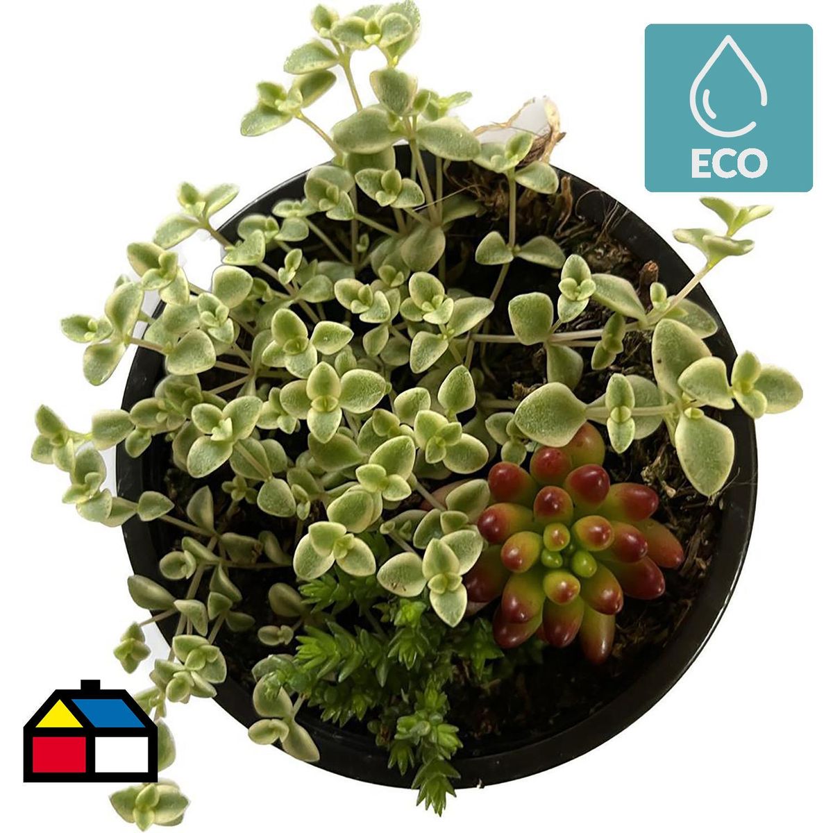 FLORES DE MI TIERRA - Suculenta 8 cm Natural CT9.5