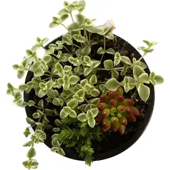 FLORES DE MI TIERRA - Suculenta 8 cm Natural CT9.5