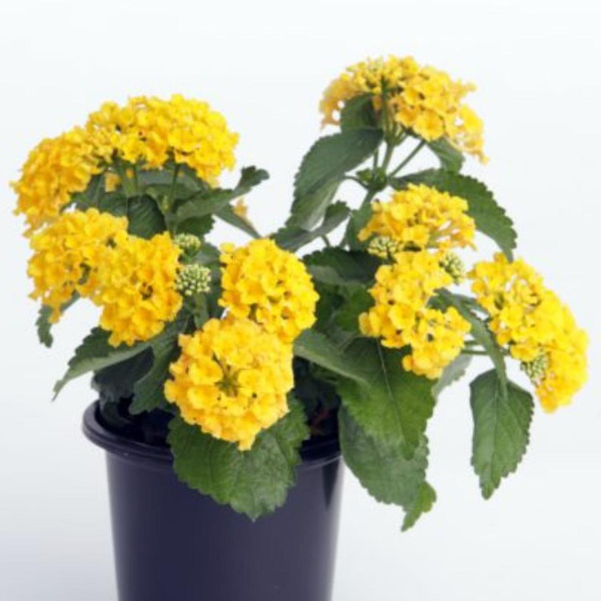 FLORES DE MI TIERRA - Lantana 20 cm Natural CT15