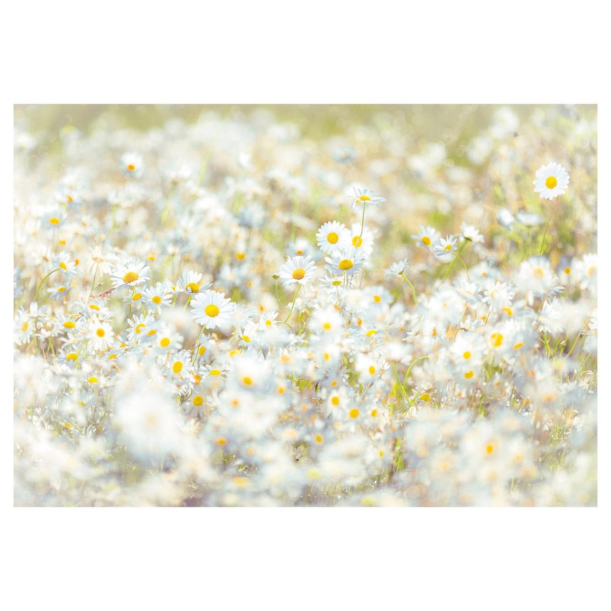 KOMAR - Papel Fotomural Margaritas 9,34 m2