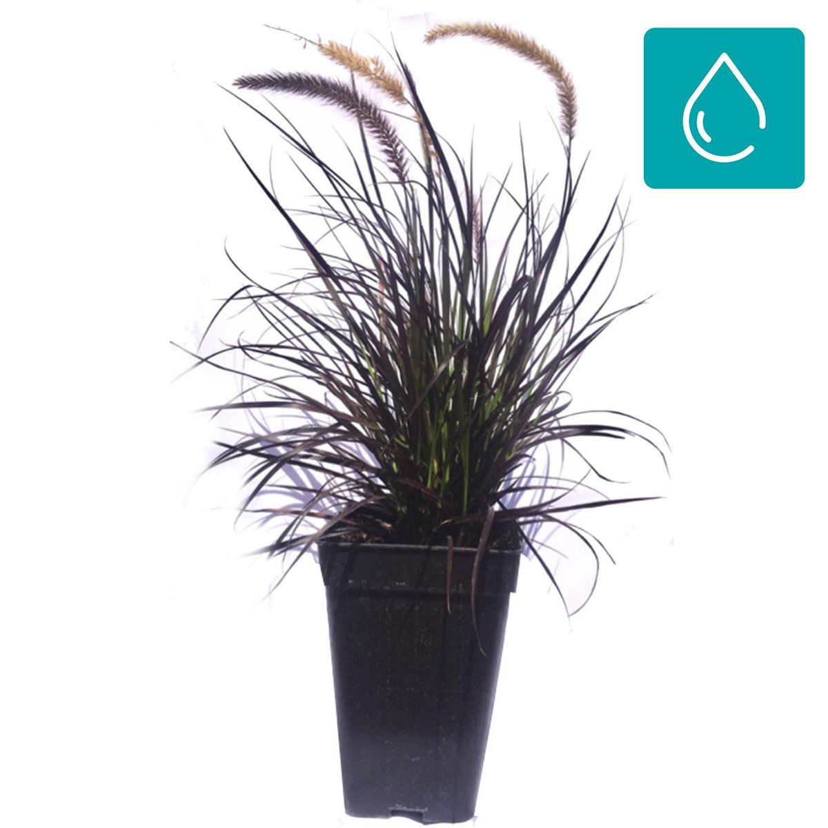 FLORES DE MI TIERRA - Pennisetu Atropurpu 50 cm Natural CT27