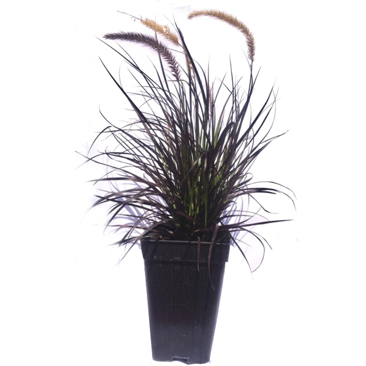 FLORES DE MI TIERRA - Pennisetu Atropurpu 50 cm Natural CT27