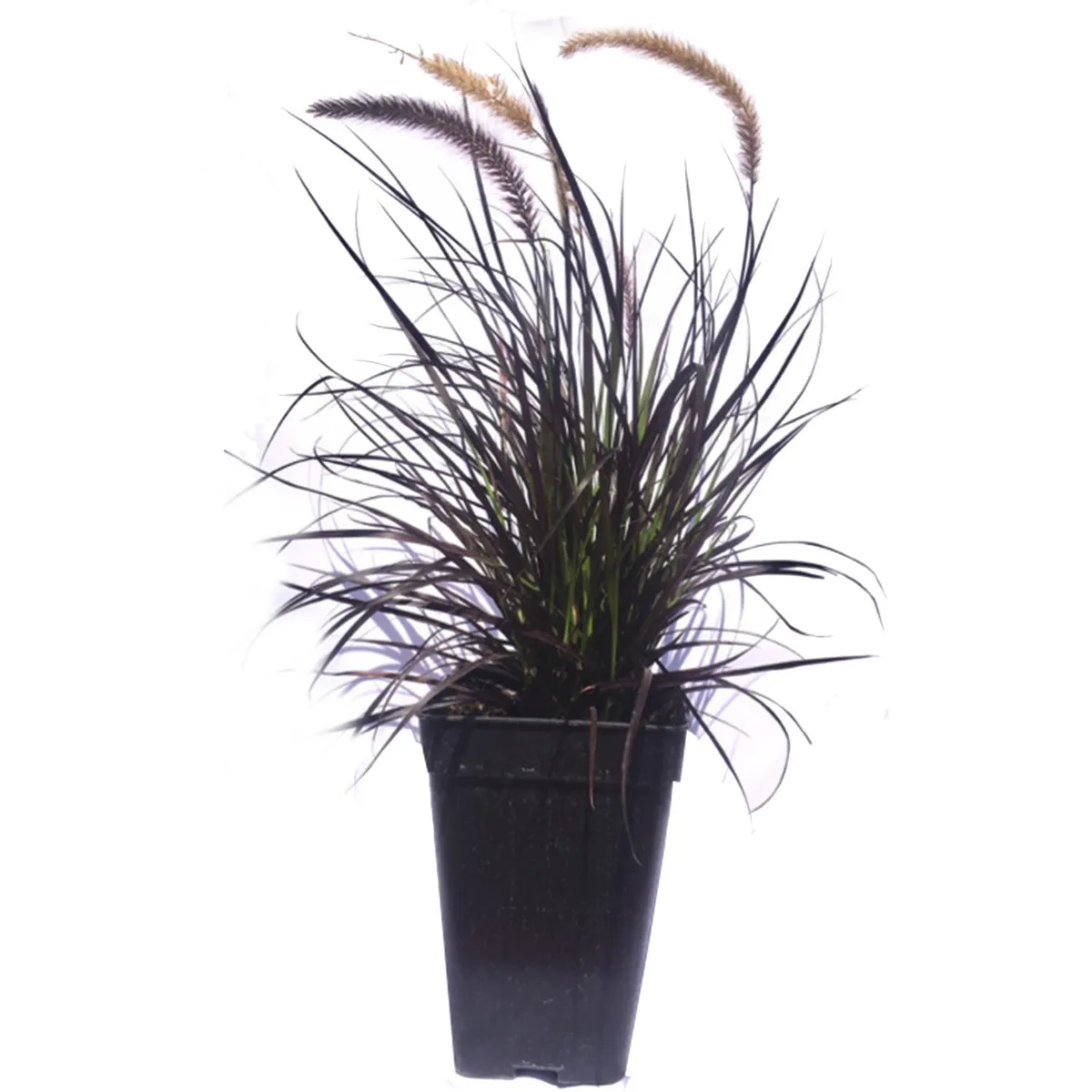 FLORES DE MI TIERRA - Pennisetu Atropurpu 50 cm Natural CT27