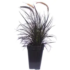 FLORES DE MI TIERRA - Pennisetu Atropurpu 50 cm Natural CT27