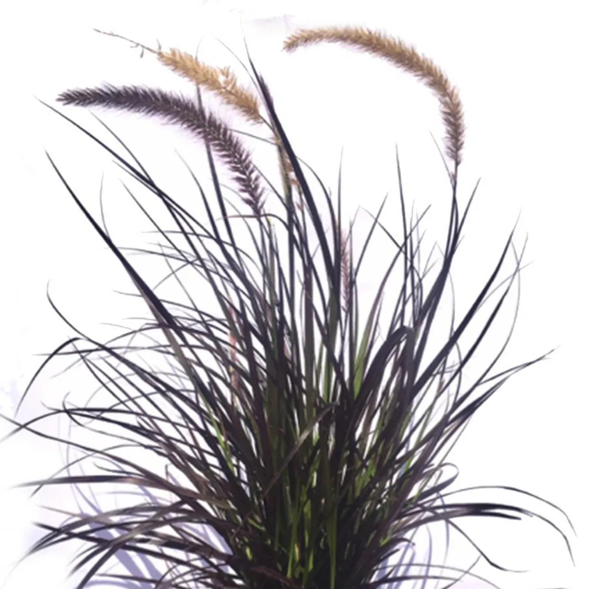 FLORES DE MI TIERRA - Pennisetu Atropurpu 50 cm Natural CT27