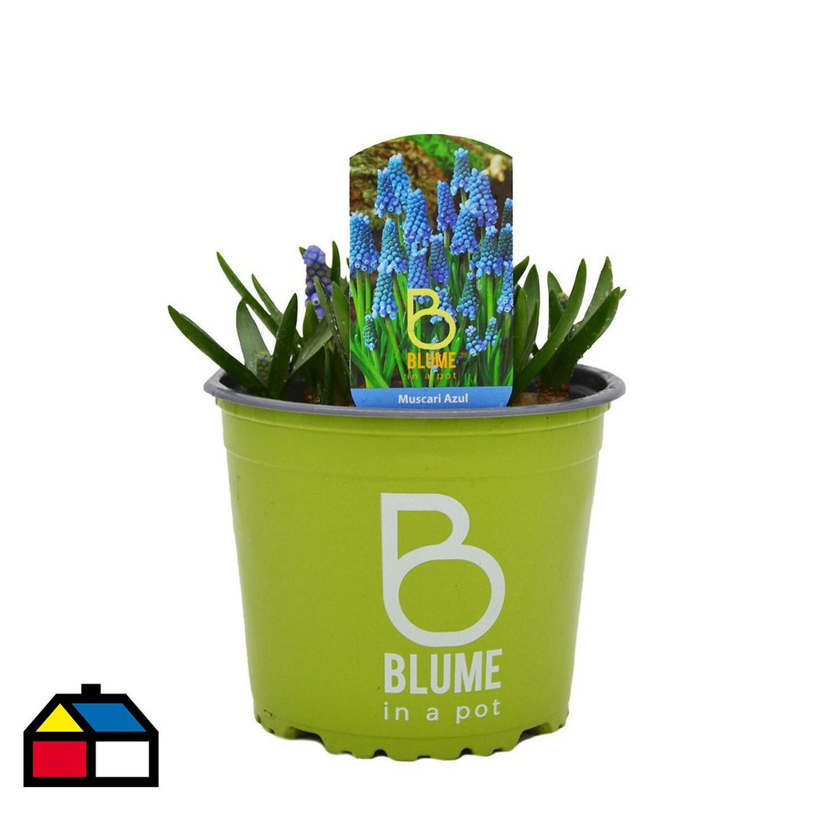 BLUME IN A POT - Muscaris Bulbosx1 25 cm Natural CT15