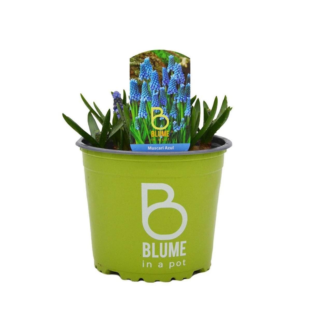 BLUME IN A POT - Muscaris Bulbosx1 25 cm Natural CT15