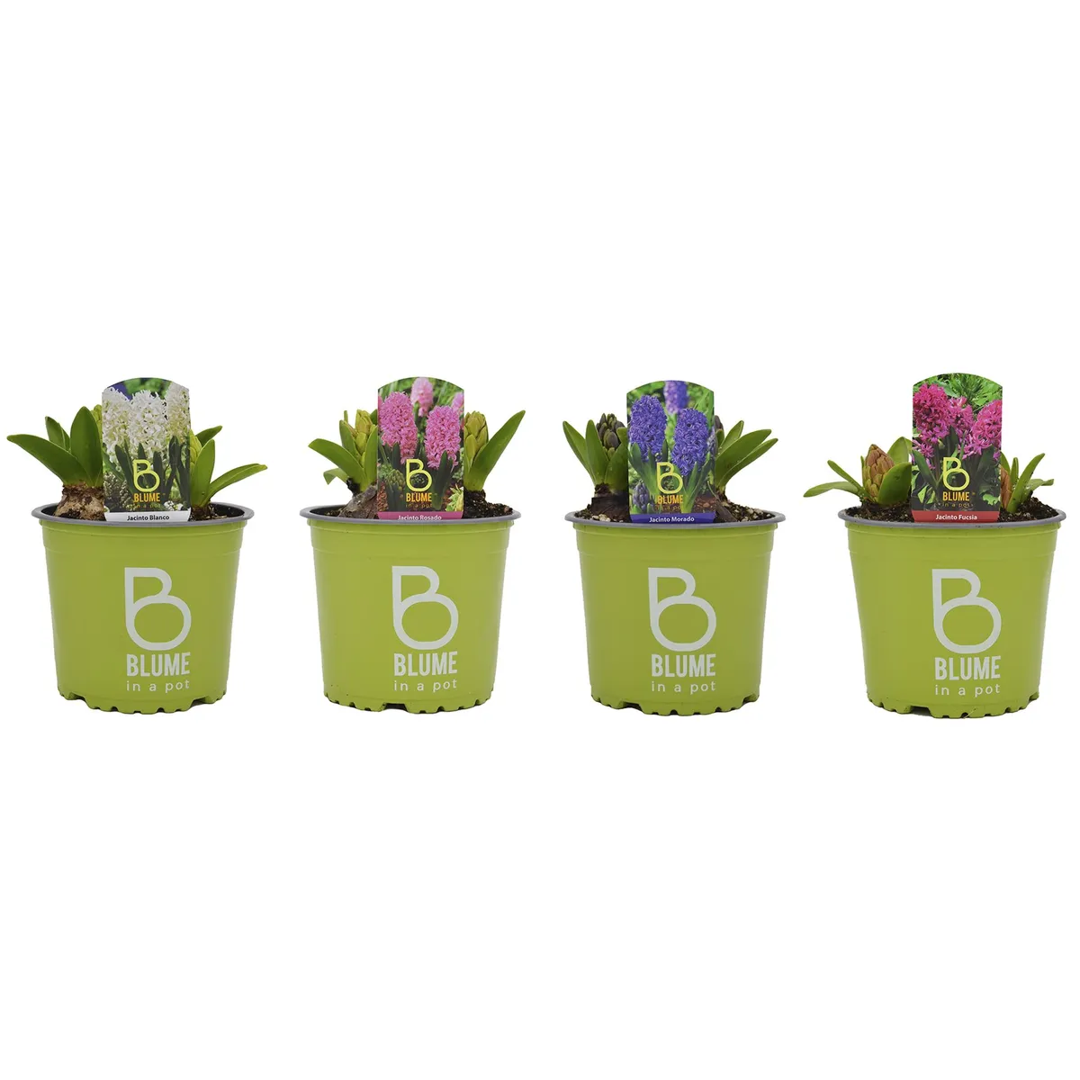BLUME IN A POT - Jacinto x 3 Bulbos 15 cm Natural CT11