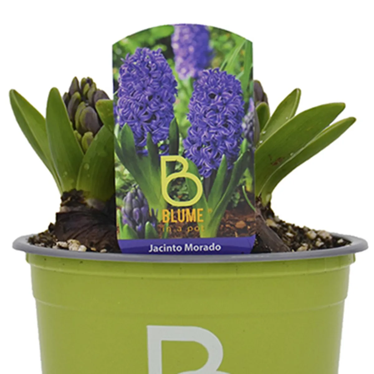 BLUME IN A POT - Jacinto x 3 Bulbos 15 cm Natural CT11