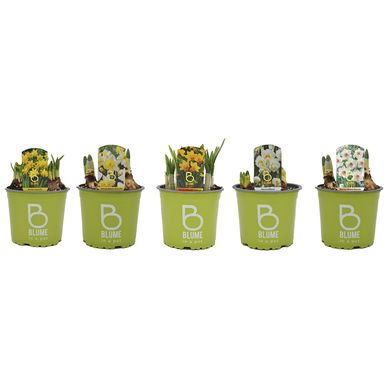 Narciso x 3 Bulbos 30 cm Natural CT11