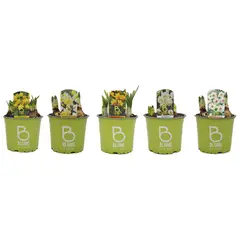 BLUME IN A POT - Narciso x 3 Bulbos 30 cm Natural CT11