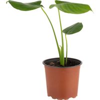 Philodendro Monstera 20 cm Natural CT15