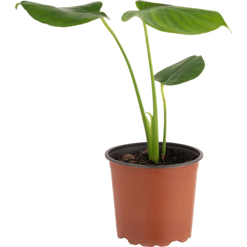 LAS BANDURRIAS - Philodendro Monstera 20 cm Natural CT15