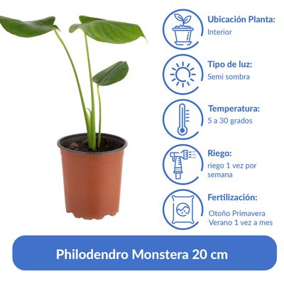 Imagen 2 del producto Philodendro Monstera 20 cm Natural CT15