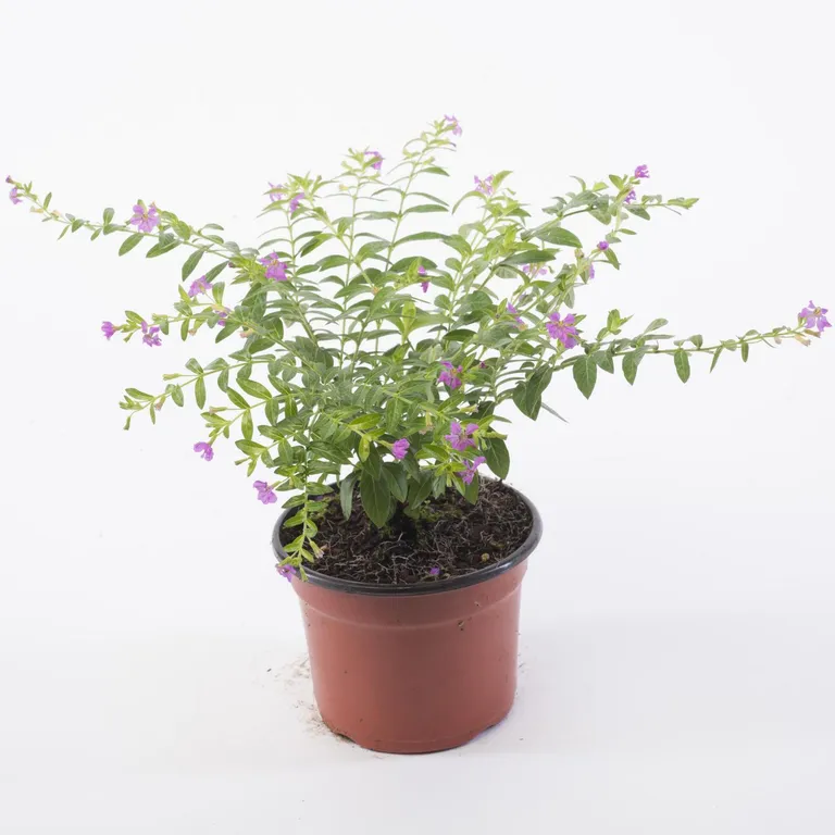 Cuphea Colombiana 10 cm Natural CT12.5