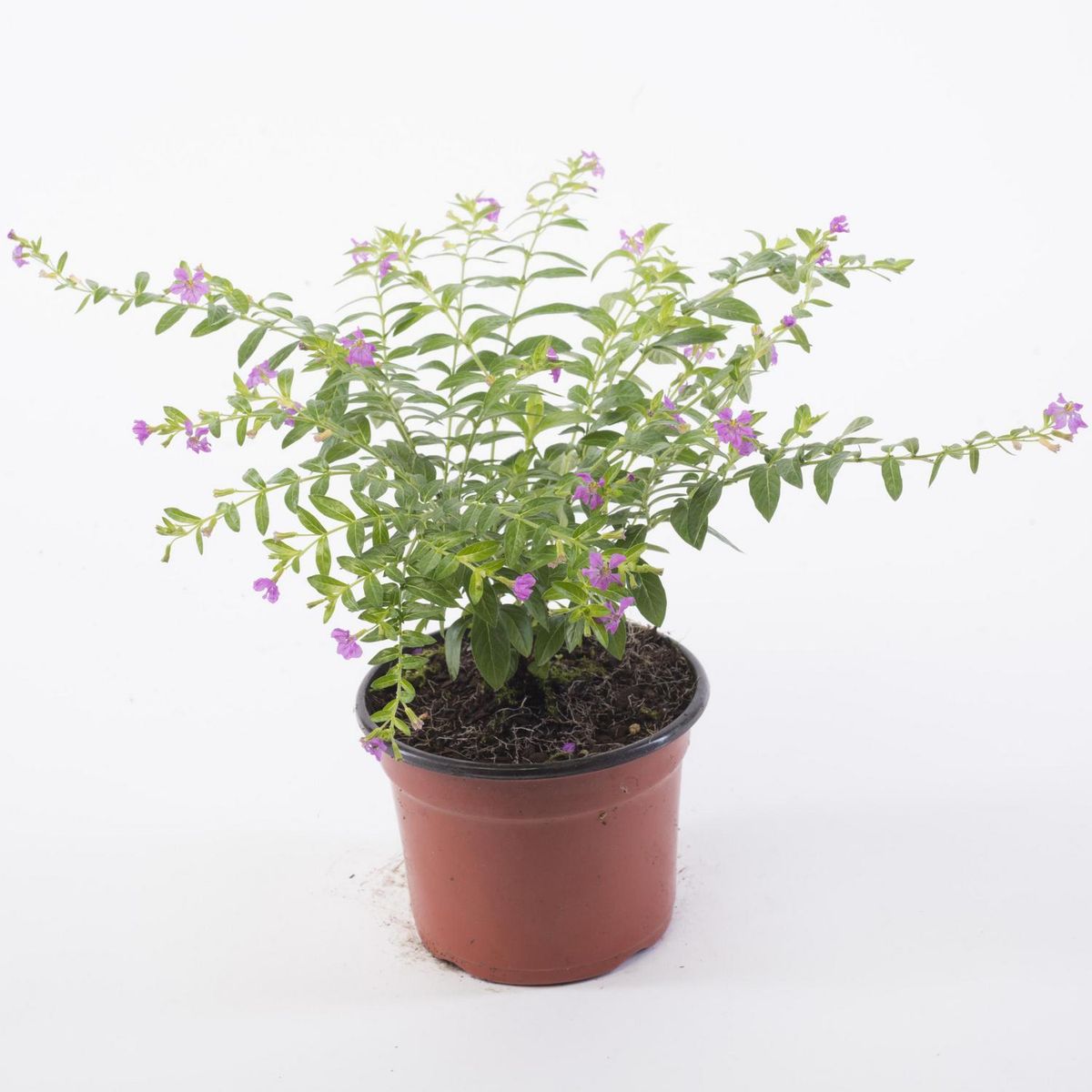 VIVEROS HIJUELAS - Cuphea Colombiana 10 cm Natural CT12.5