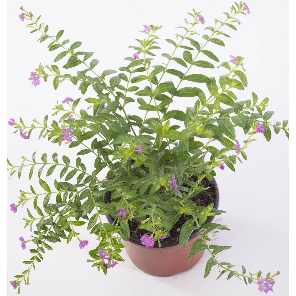 VIVEROS HIJUELAS - Cuphea Colombiana 10 cm Natural CT12.5