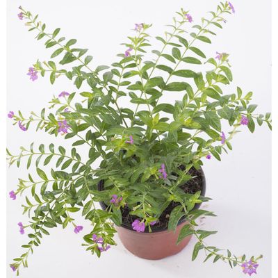 Imagen 2 del producto Cuphea Colombiana 10 cm Natural CT12.5