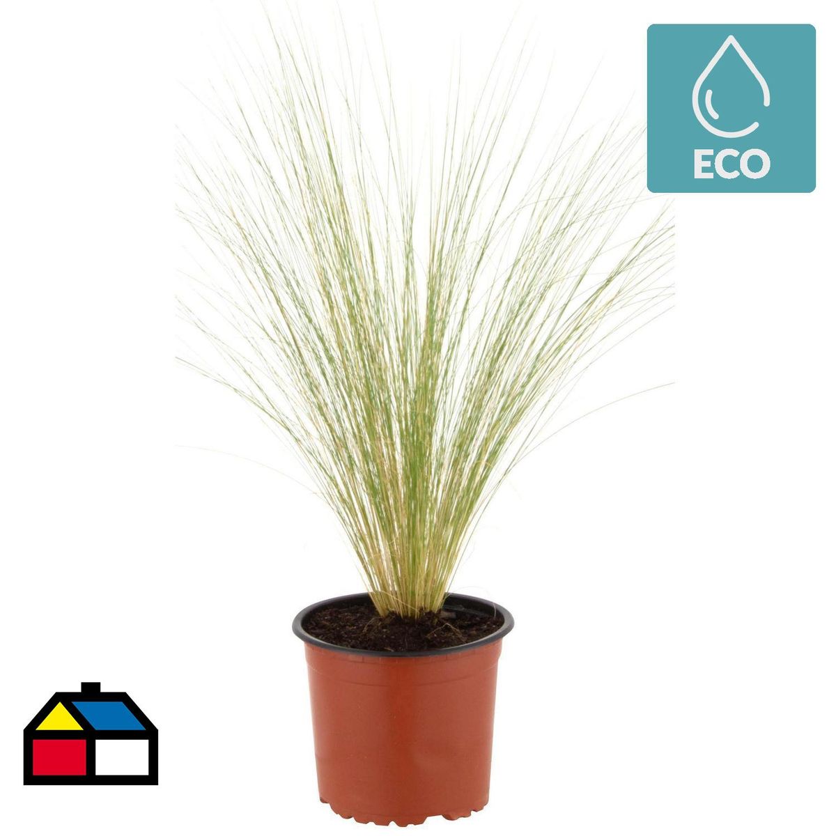 LAS BANDURRIAS - Stipa Tenuissima 30 cm Natural CT13