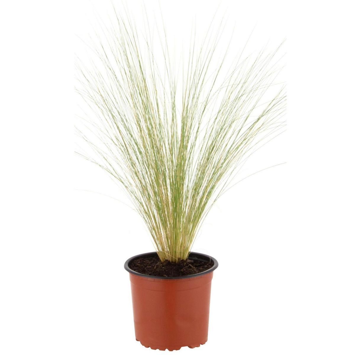 LAS BANDURRIAS - Stipa Tenuissima 30 cm Natural CT13