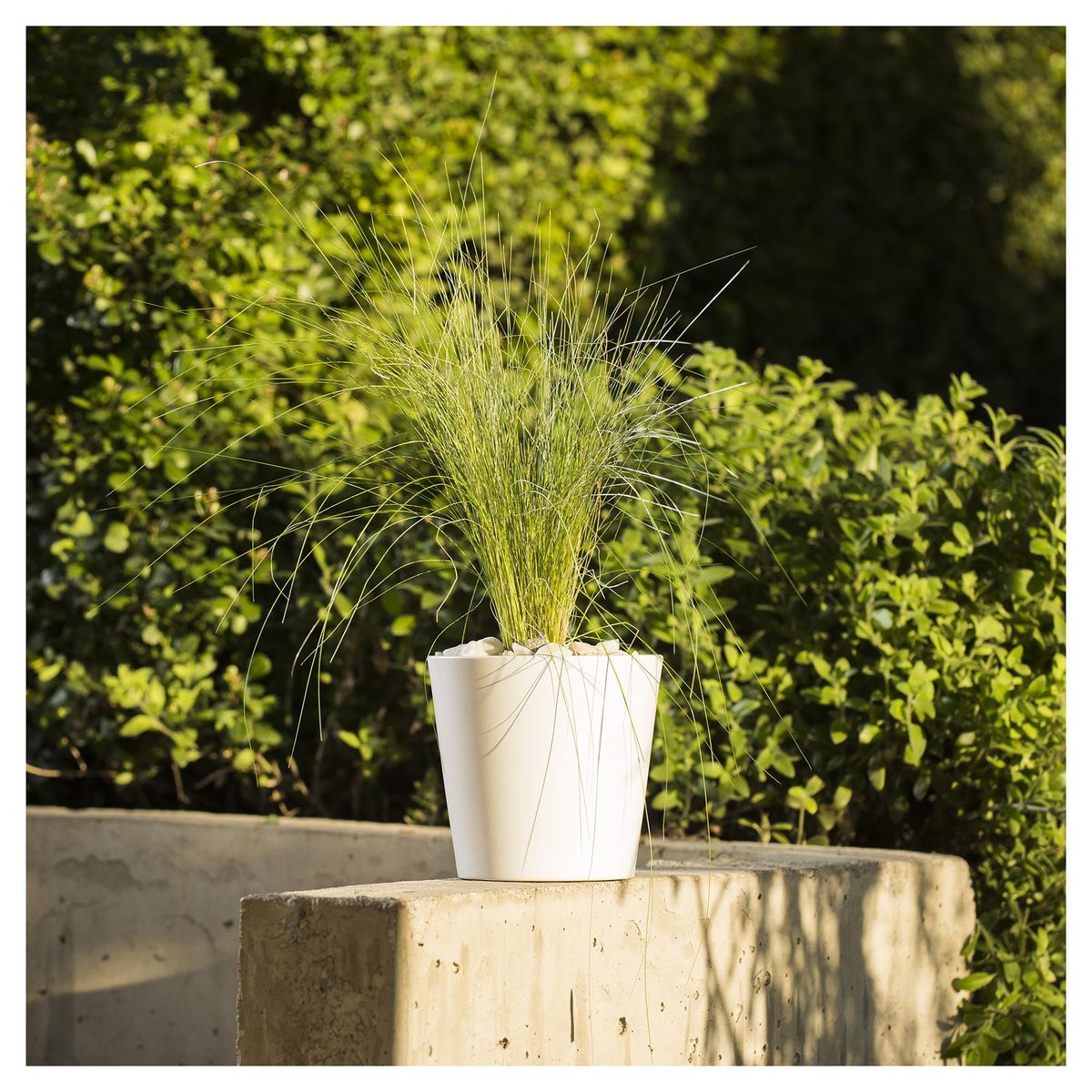 LAS BANDURRIAS - Stipa Tenuissima 30 cm Natural CT13