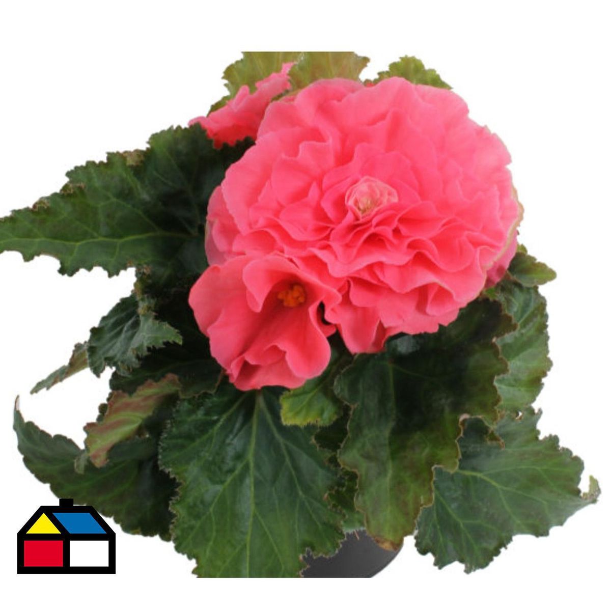 FLORES DE MI TIERRA - Begonia Tuberosa 25 cm Natural CT15
