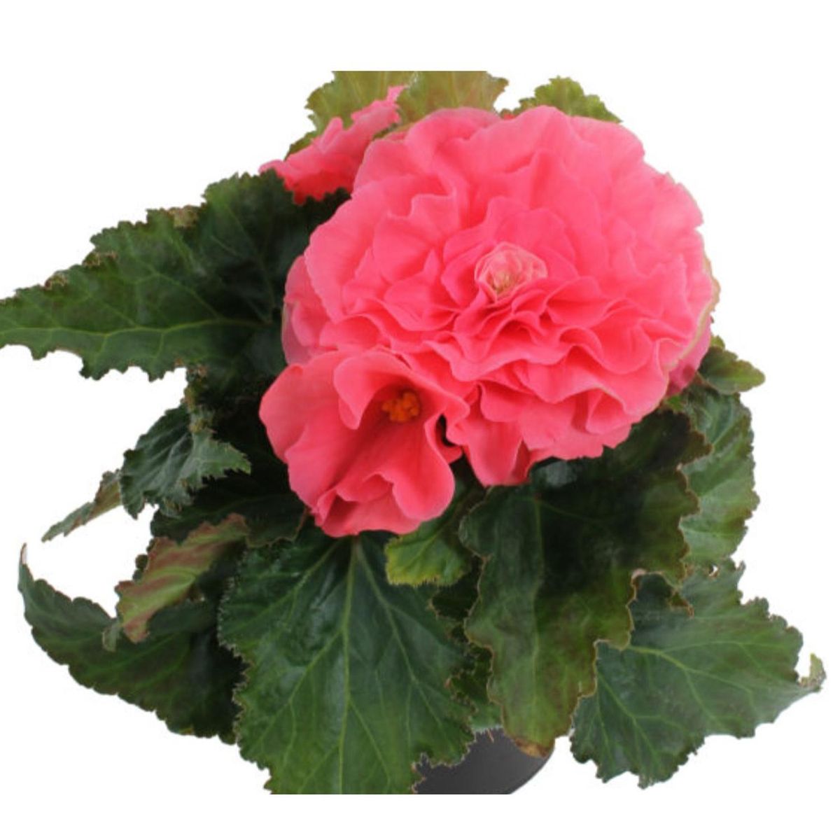 FLORES DE MI TIERRA - Begonia Tuberosa 25 cm Natural CT15