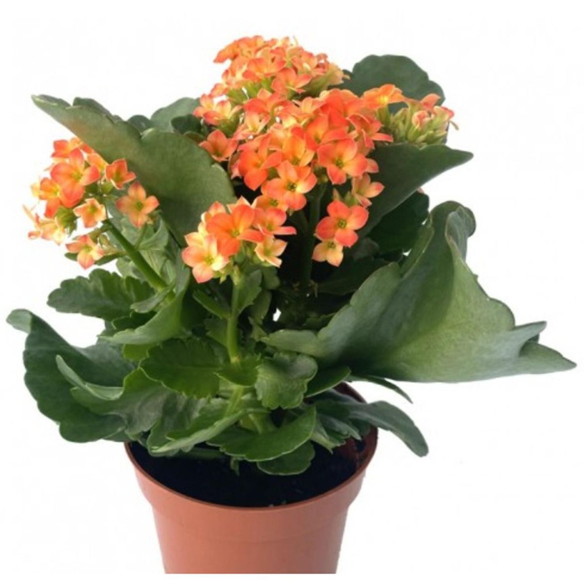 FLORES DE MI TIERRA - Kalanchoe 30 cm Natural CT15