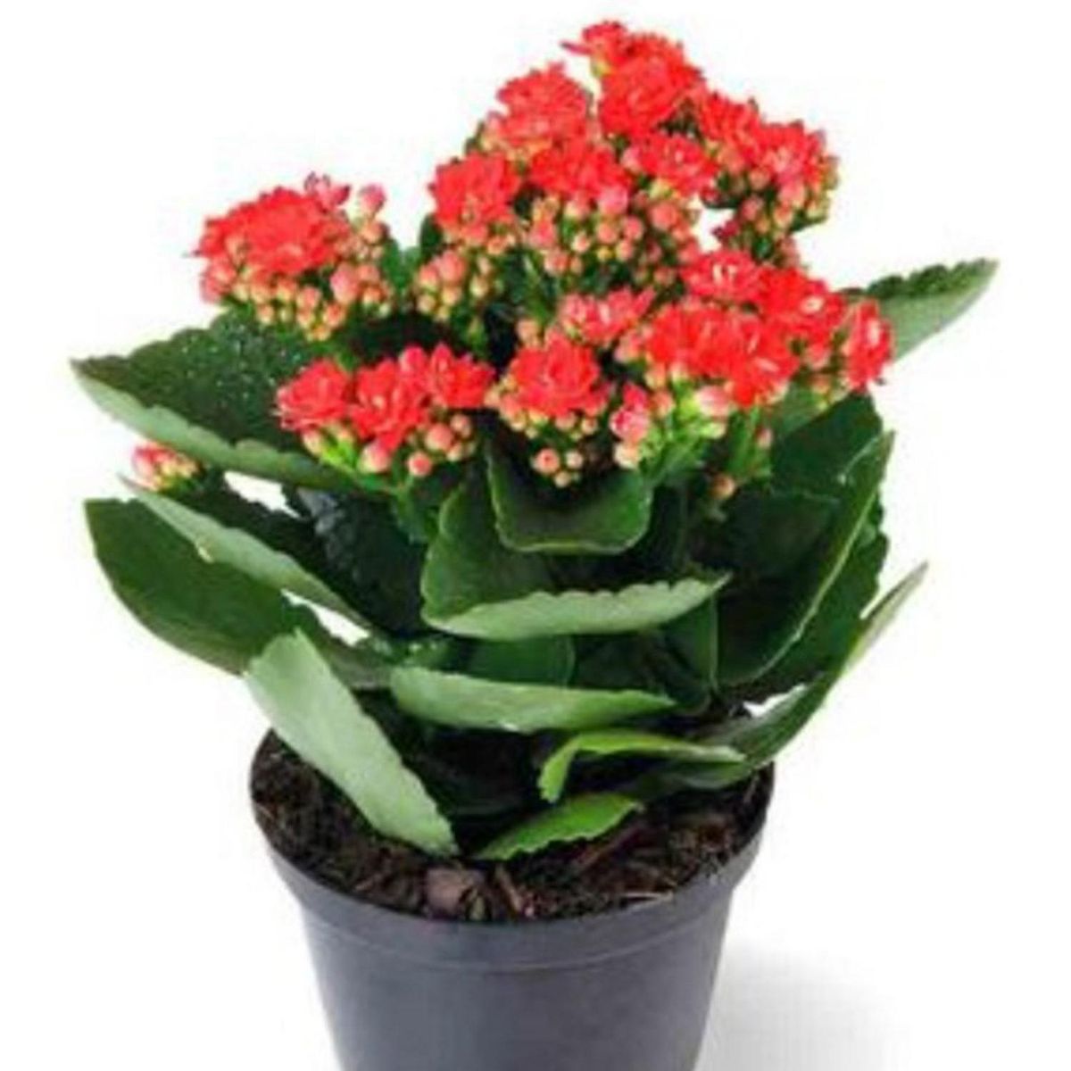 FLORES DE MI TIERRA - Kalanchoe 30 cm Natural CT15