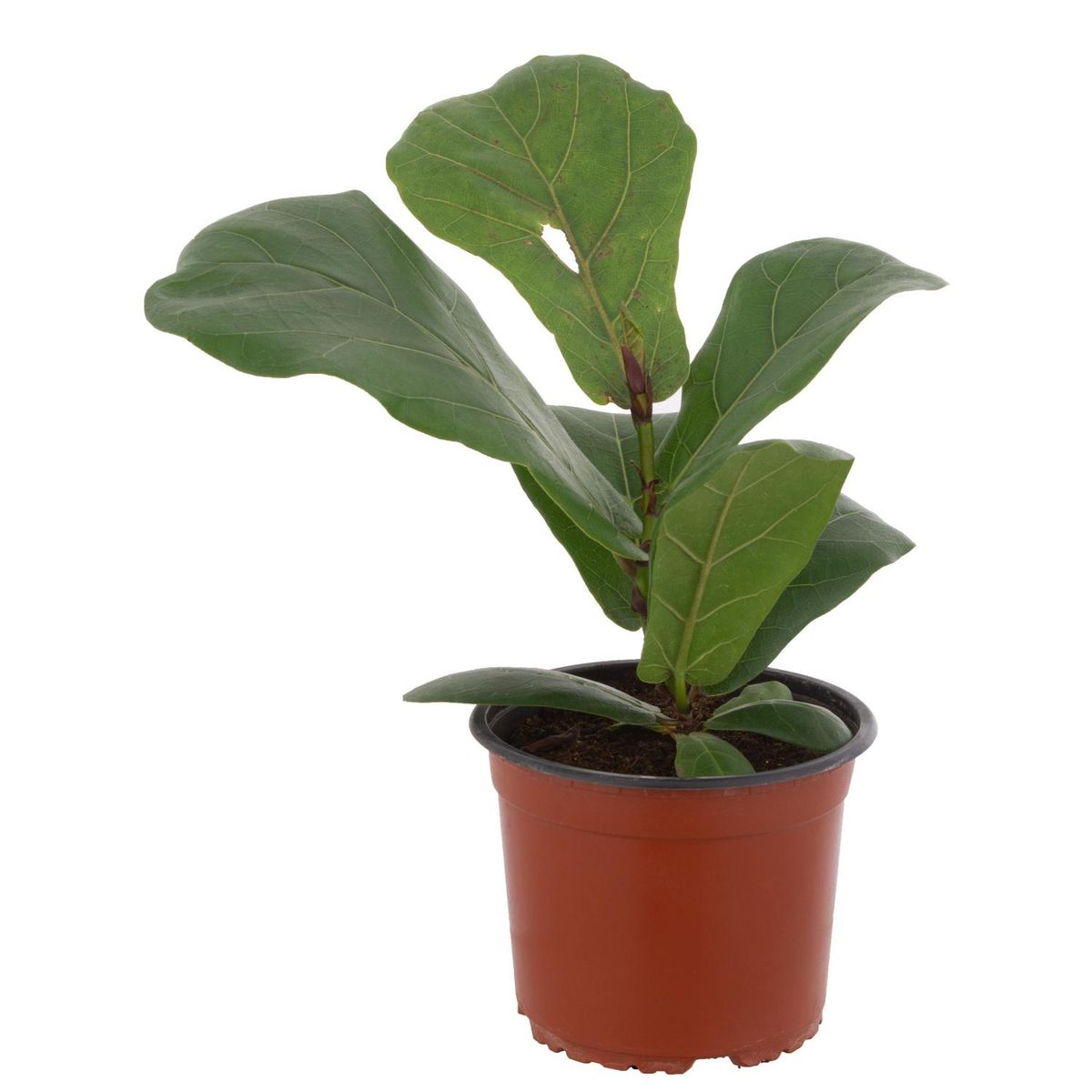 LAS BANDURRIAS - Ficus Lyrata 20 cm Natural CT15