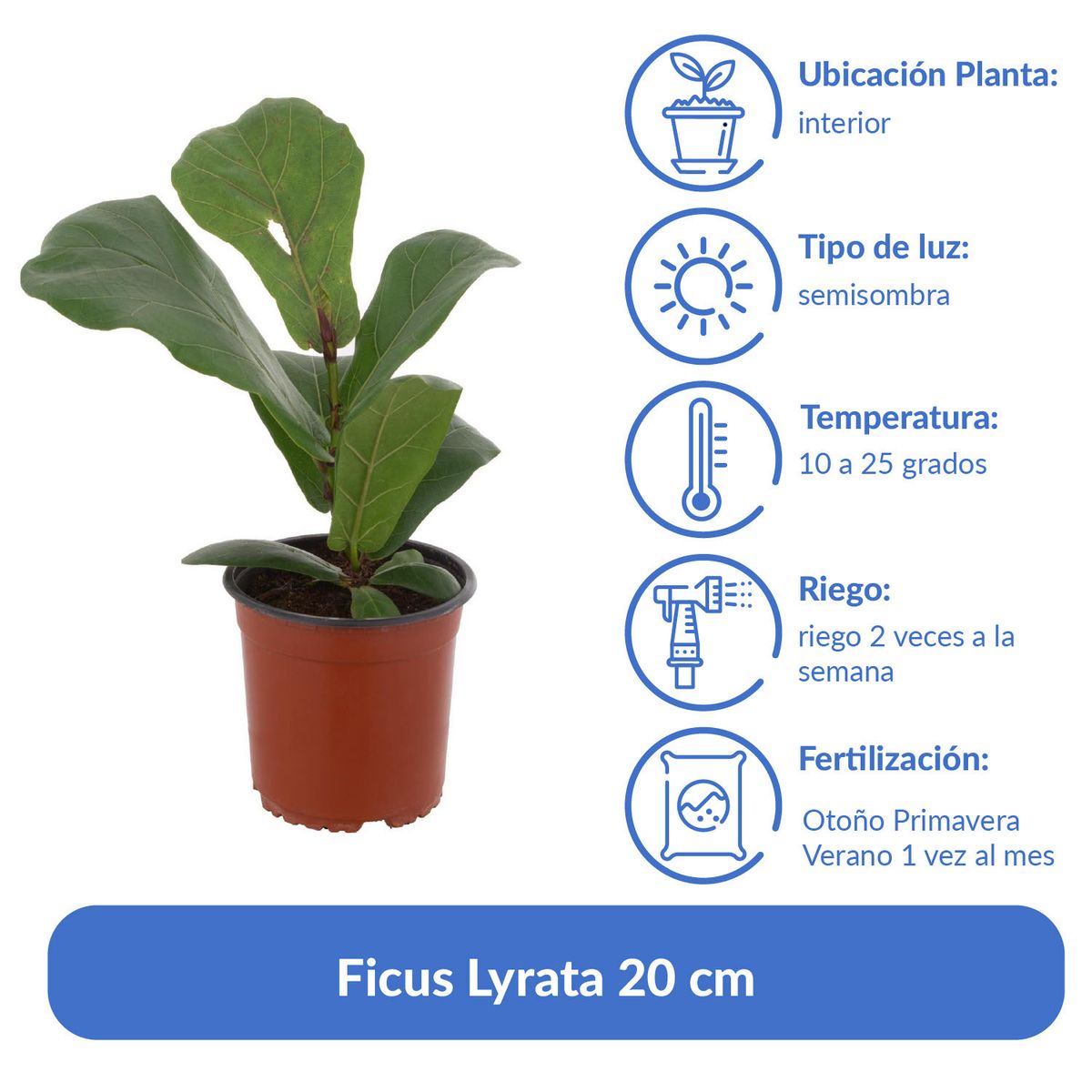 LAS BANDURRIAS - Ficus Lyrata 20 cm Natural CT15