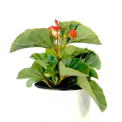 FLORES DE MI TIERRA - Begonia Baby Wing 20 cm Natural CT17