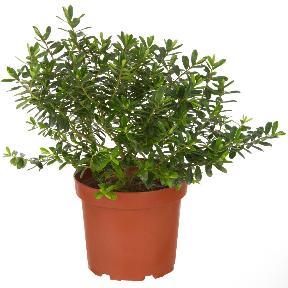 LAS BANDURRIAS - Arbusto Verónica Buxifolia Natural 40 cm