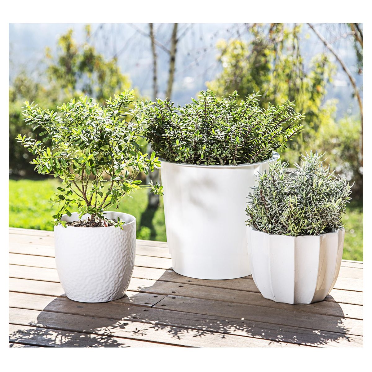 LAS BANDURRIAS - Arbusto Verónica Buxifolia Natural 40 cm