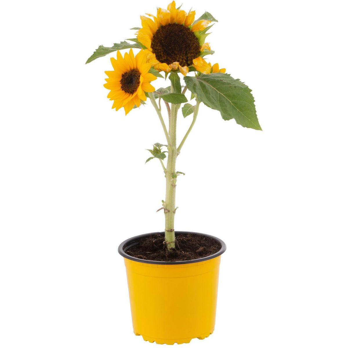 FLORES DE MI TIERRA - Girasol Miss Sunshi 30 cm Natural CT13
