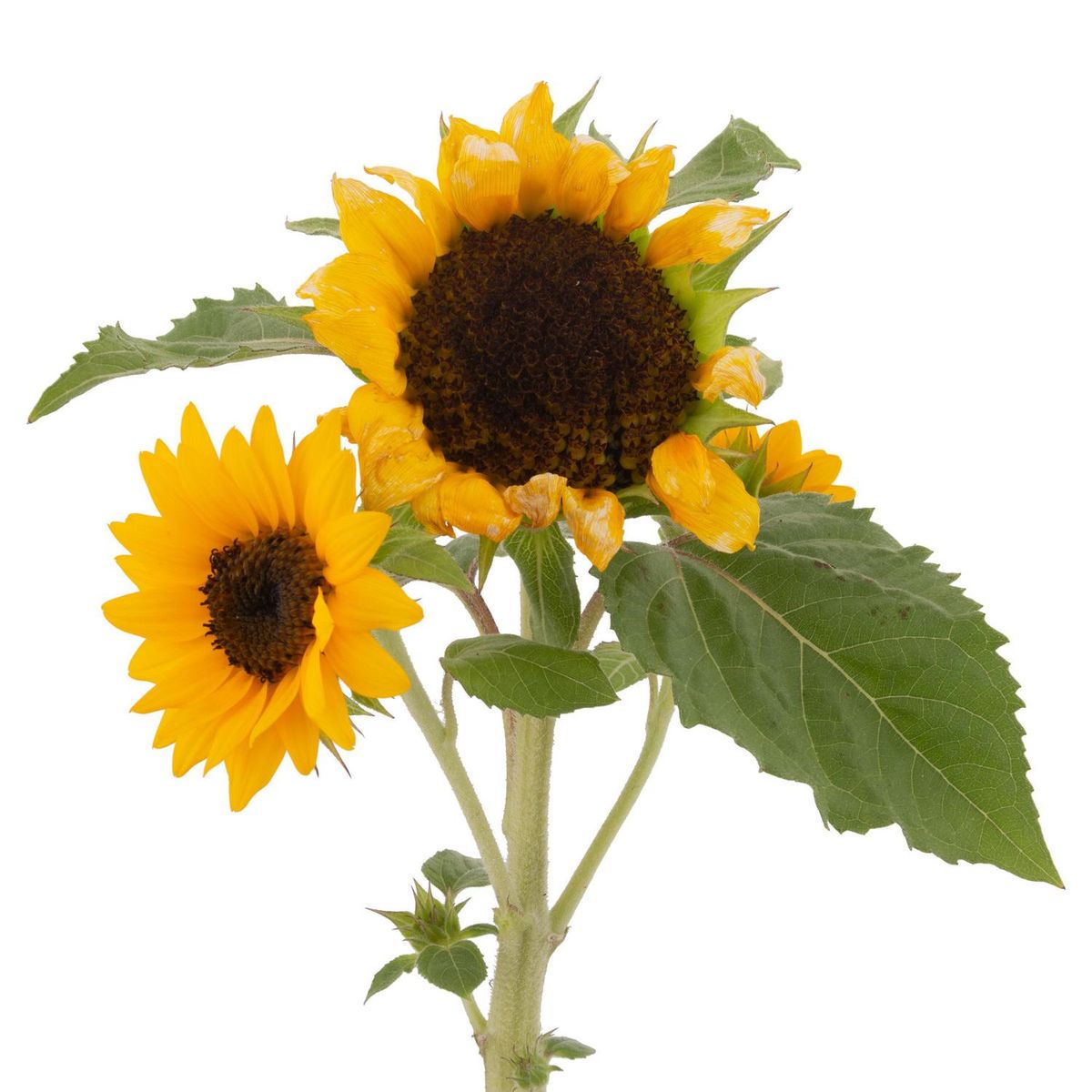 FLORES DE MI TIERRA - Girasol Miss Sunshi 30 cm Natural CT13