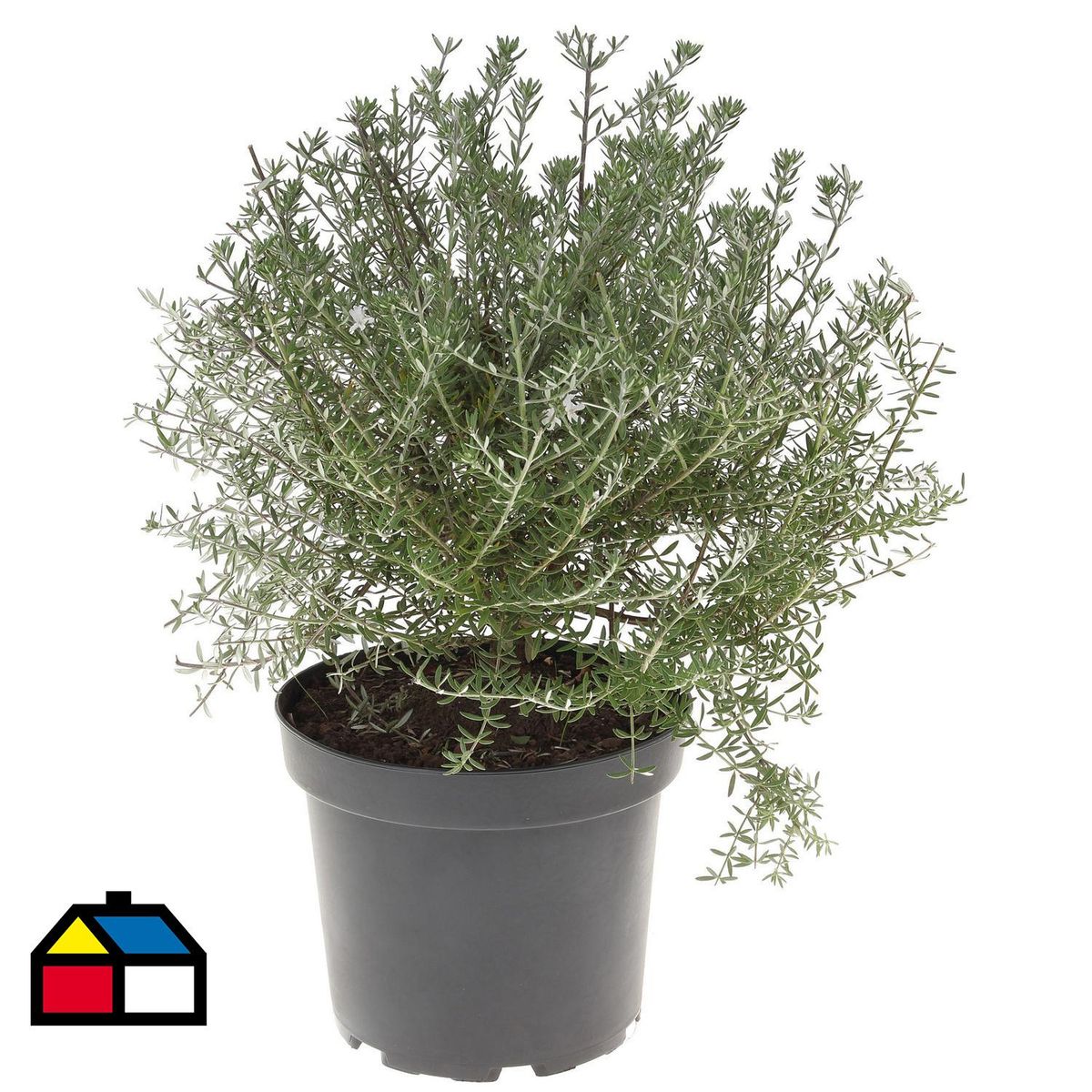 VIVERO LOS BOLDOS - Westringia 30 cm Natural CT26