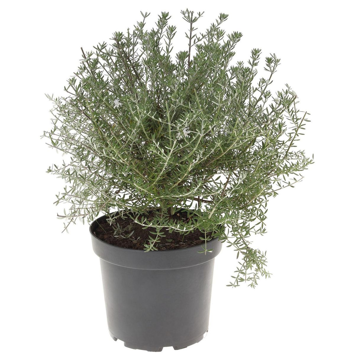 VIVERO LOS BOLDOS - Westringia 30 cm Natural CT26