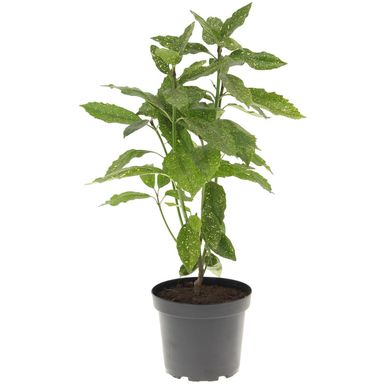 Aucuba 40 cm Natural CT26