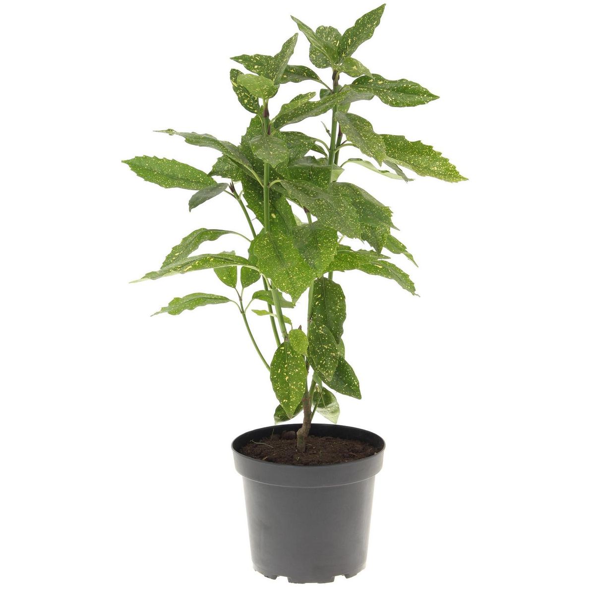 VIVERO LOS BOLDOS - Aucuba 40 cm Natural CT26